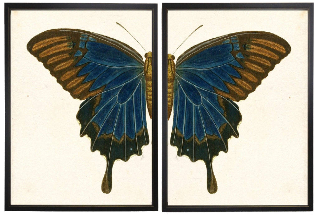 Antique Curiosities Inc - Diptych Blue And Brown Butterfly