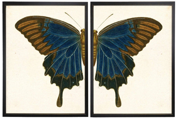 Antique Curiosities Inc - Diptych Blue And Brown Butterfly