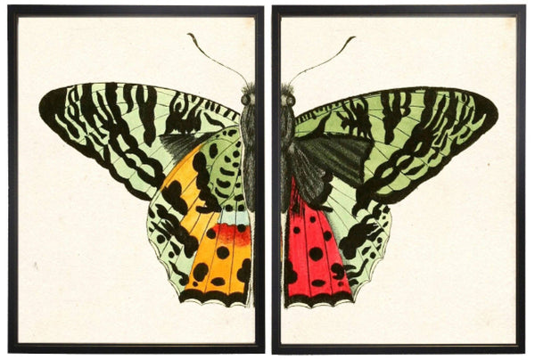 Antique Curiosities Inc - Diptych Green Butterfly